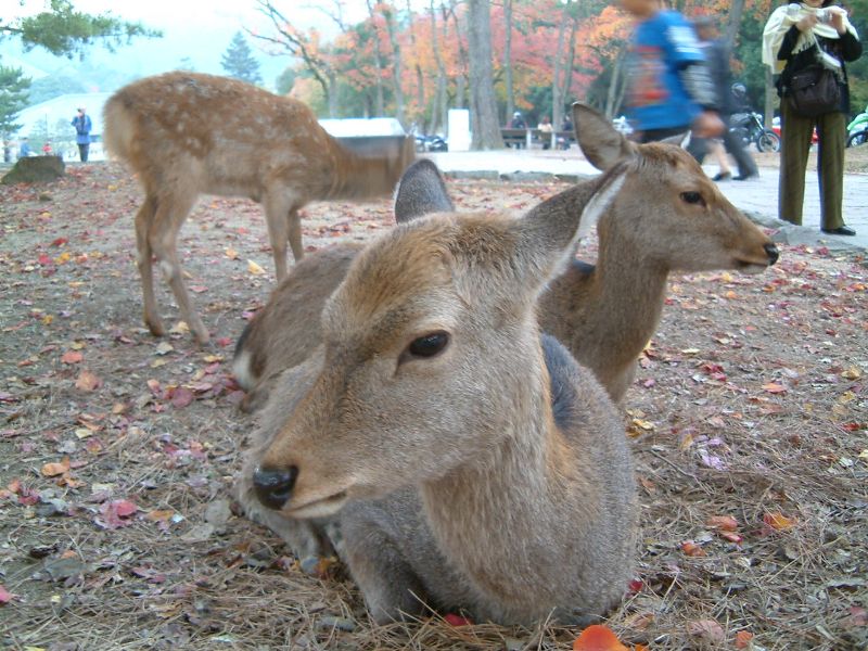 奈良県にお出かけです　画像は以前に奈良公園で撮影しました。