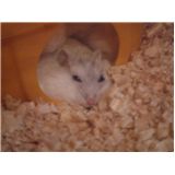 ジャン逝く 2010年１月３１日（日）永眠