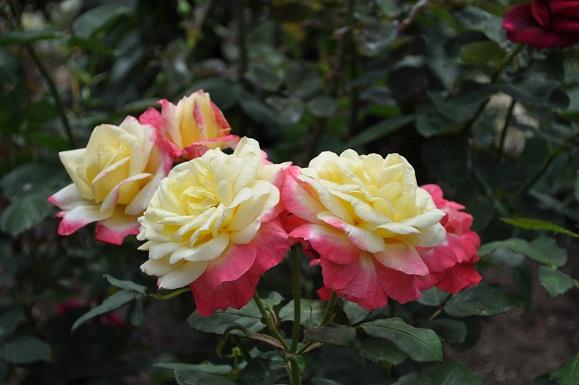 DSC_0056.JPG