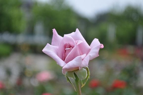 DSC_0061.JPG