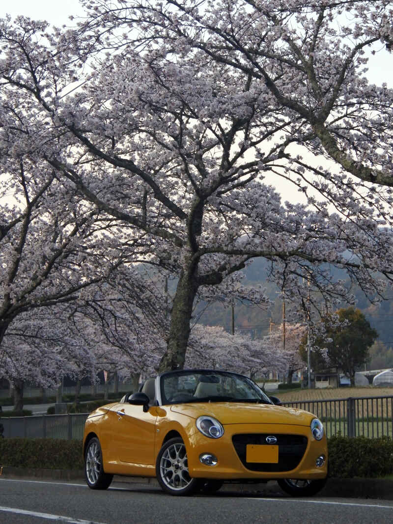 CO（幸）ちゃん