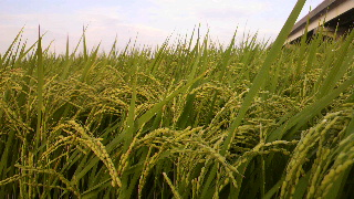 2011090806180000.jpg