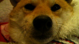2011110819160002.jpg