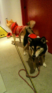 2011120518070000.jpg