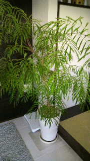 2011120718520000.jpg