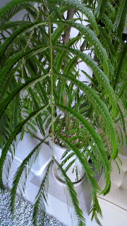 2011120718530001.jpg