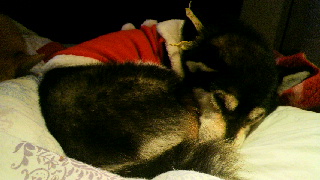 2011120718540000.jpg