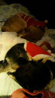 2011120718540001.jpg