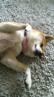 2011120907440002.jpg