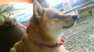 2011121019310000.jpg