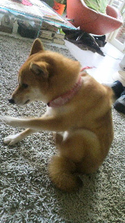 2011121019310001.jpg