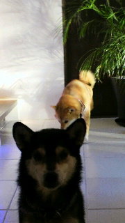2012011205380001.jpg