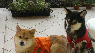 2012020409080000.jpg