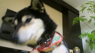 2012030113460003.jpg