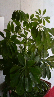 2012030707330001.jpg
