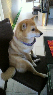 2012031207390002.jpg