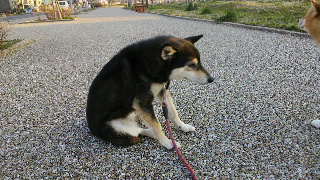 2012031306420001.jpg