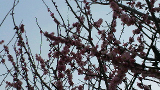 2012031606190000.jpg