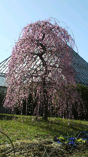 2012031910360001.jpg