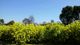 2012031910370002.jpg