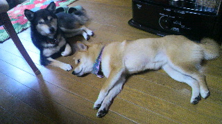 2012040115290001.jpg