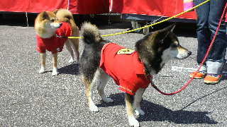 2012040817400000.jpg