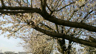 2012040918120001.jpg