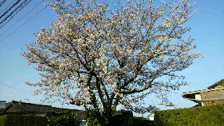 2012041206390001.jpg