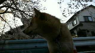 2012041206450000.jpg