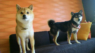 2012041906140001.jpg