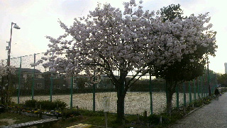 2012041911400000.jpg
