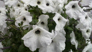 2012050219020000.jpg