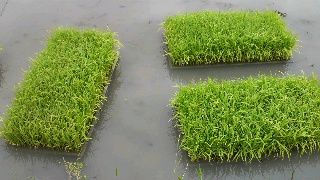 2012052906050000.jpg