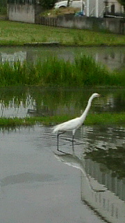 2012060606310000.jpg
