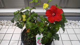 2012060908080000.jpg
