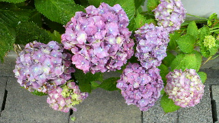 2012060910200001.jpg