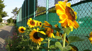 2012061106460001.jpg