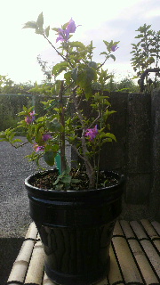 2012080618290000.jpg