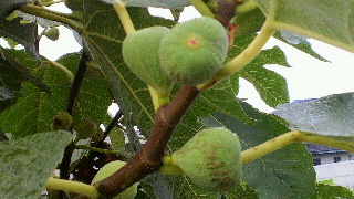 2012090606210001.jpg