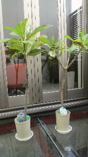 2012090607410000.jpg