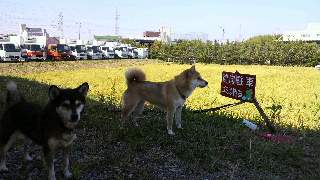 2012102010520000.jpg