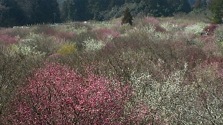 2013031720210000.jpg