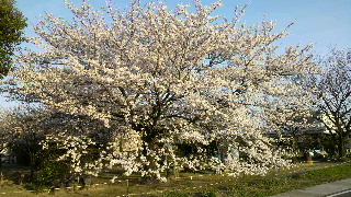 2013040106590000.jpg