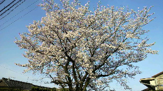 2013040106590001.jpg