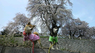 2013041607230002.jpg
