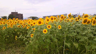 2013082508480000.jpg