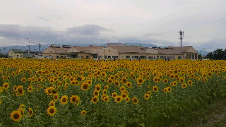 2013082508480001.jpg