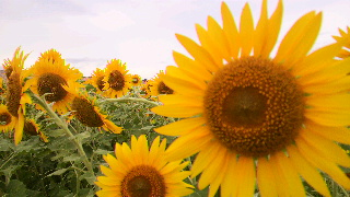 2013082508480002.jpg