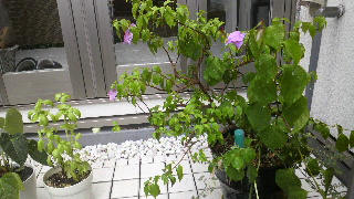 2013082512390001.jpg