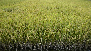 2013100106560000.jpg